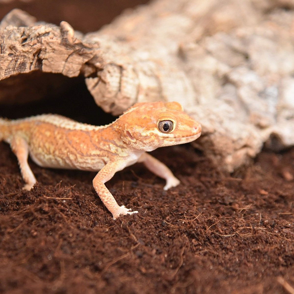 HabiStat Coir Substrate - Image 3