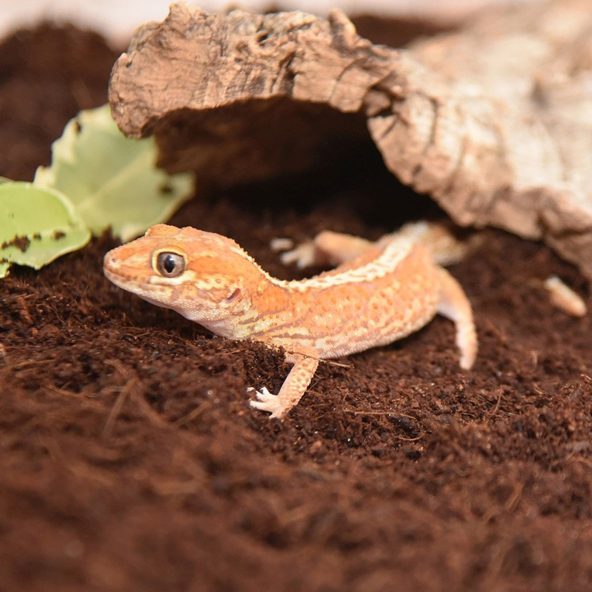 HabiStat Coir Substrate - Image 4